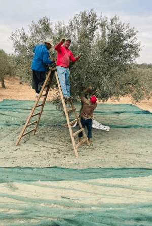 Biologische-olijfolie-plantage-Yakelos
